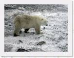 027 Polar bear 8 * She's walking across in front of our buggy - but she is very careful and worried. * 2048 x 1536 * (1.18MB)